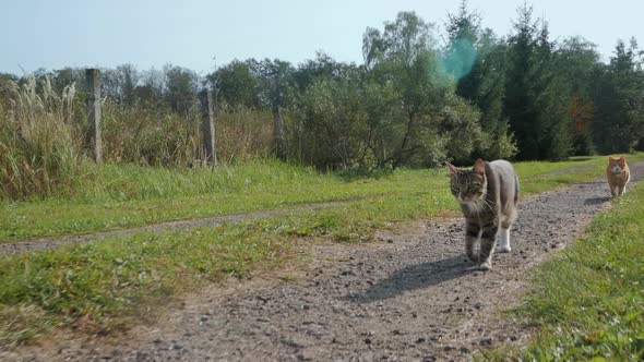 Gray Domestic Cat Is Walking Along a Dirt Road
