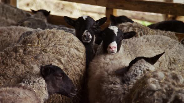 Herd of White Sheep in a Corral at an Agricultural Livestock Farm