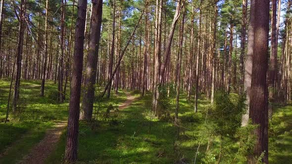 Wild pine forest with green moss under the trees, slow aerial shot moving low between trees on a sun