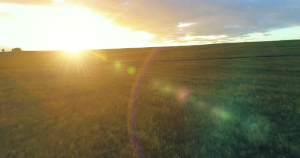 Flight Above Rural Summer Landscape with Endless Yellow Field at Sunny Summer Evening. Agricultural