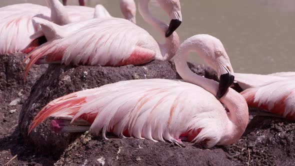 Flamingos being sprayed with water as they sit on their nests