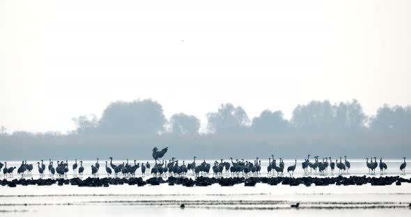 Common Crane migration in the Hortobagy.