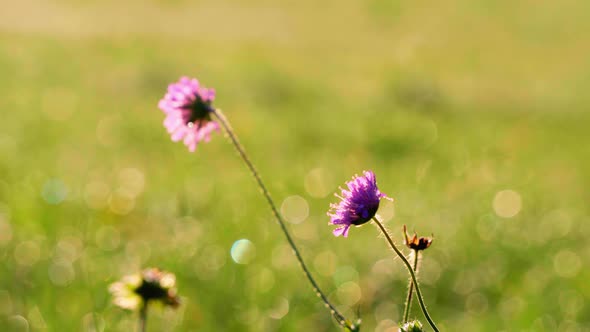 Clover flowers sway in the wind in the early morning