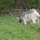 2021.05.14_1 A goat grazes in a meadow on a warm May day. - VideoHive Item for Sale
