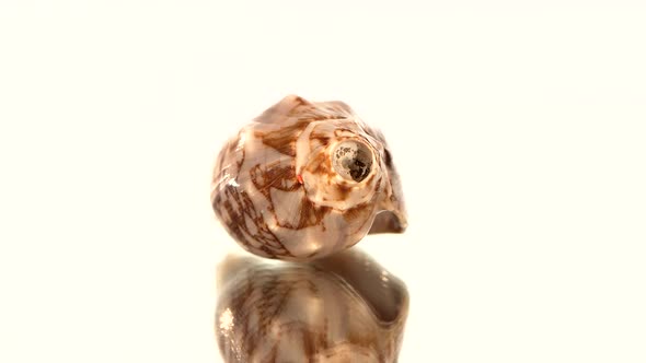 Round Sea Shell on White, Rotation, Reflection