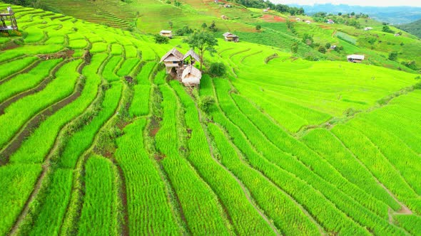 Aerial view of agriculture in rice fields for cultivation