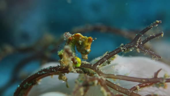 A rare yellow Hippocampus Pohonti Seahorse attached to seaweed