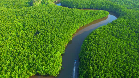 Aerial view green mangrove forest nature tropical rainforest.