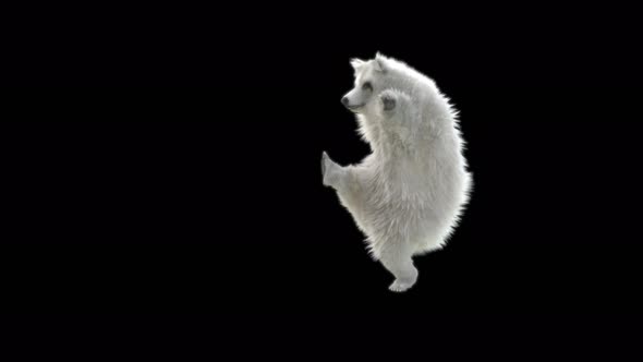 128 White Bear Dancing 4K