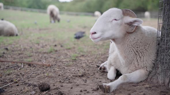 A white sheep in the farm is resting and ruminating under a tree while her friends are walking aroun