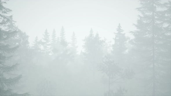 Cloudy Autumn Day in the Pine Forest with Fog