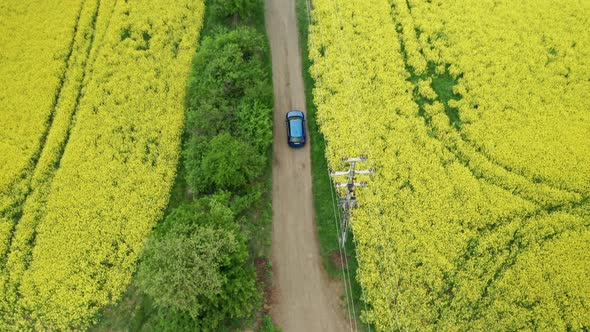 Aerial View Overhead of Blue Car Moving Along Country Road Between Yellow Rapeseed Fields