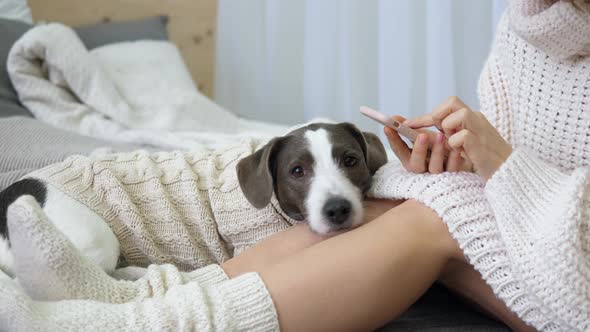 Female Hands Using Smartphone On Bed With Her Cute Dog In Cozy Knit Wear