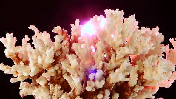 Coral, Black, Backlight, Rotation, Closeup