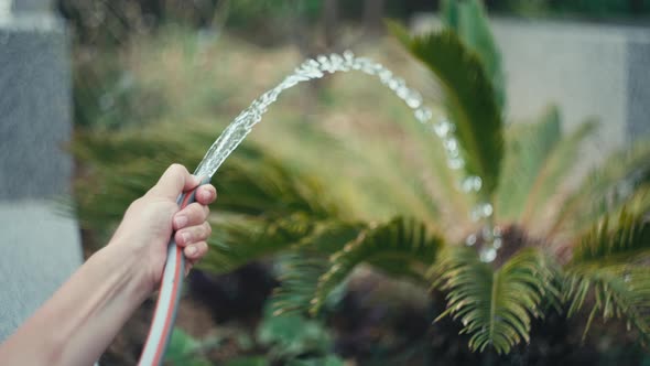 Watering Solanum in the Garden with a Hose