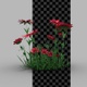Flower Growing - VideoHive Item for Sale