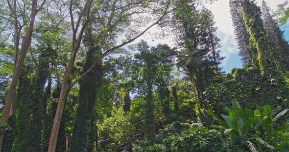 Tropical Rainforest Canopy 4K