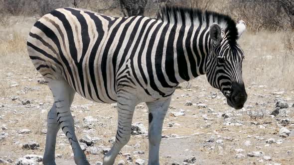 Close Up of Two Zebras African Animals Walking in the Savannah