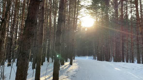 Sunlight Passes Through the Trees in the Forest in Winter
