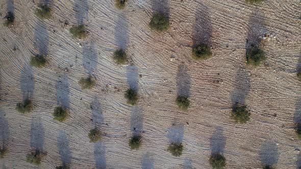 Bird's Eye View of an Olive Tree Farm in Spain at Sunrise