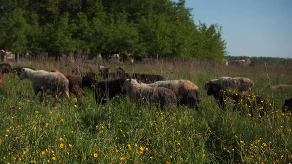 Herd of Sheep Grazes on Field with Flowers Near Forest