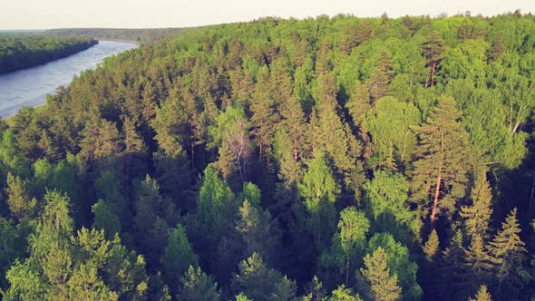 Wide Open Spaces of the Forest Tall Conifers the River Goes Beyond the Horizon