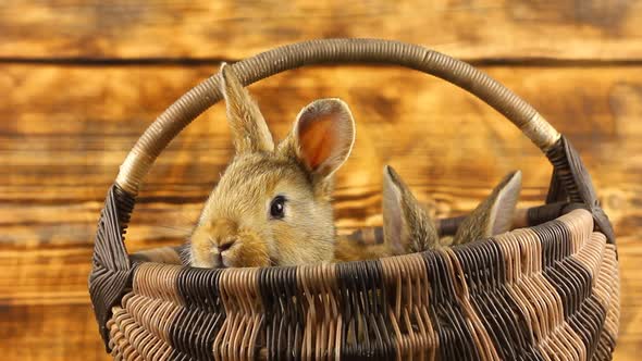 Two Cute Fluffy Affectionate Brown Bunnies Sit in a Wicker Basket and Wiggle Their Ears