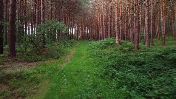 Personal Perspective of Walking on a Path in the Green Forest, Steady Cam Shot. Pov of Hiker Walking