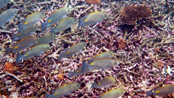 Underwater Video of Golden Rabbitfish Siganus Guttatus School in Coral Reef