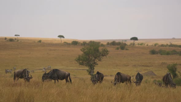 Six gnus grazing