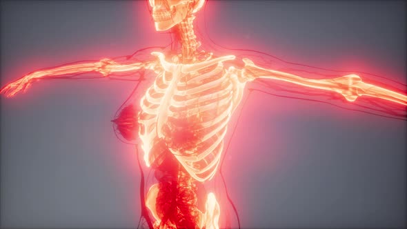 Transparent Human Body with Visible Bones