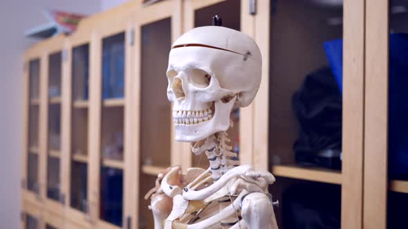 An educational model of a human skeleton on display in a college science classroom for the students