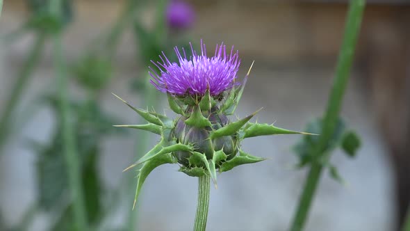 Cardus Marianus, Milk Thistle or Blessed Milkthistle