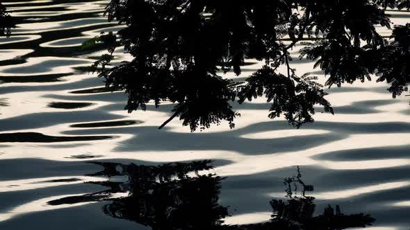 Plants Reflected In Rippling Lake