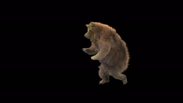 115 Bear Dancing 4K