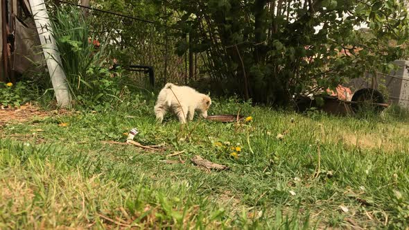 Cute puppy drinks water from the pot  slow-mo 1920X1080 HD footage - White little  dog outdoor scene