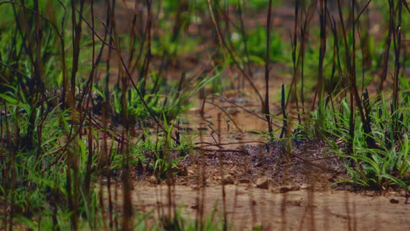 Close up of weeds growing in dry rocky soil in the summer heat ALTERNATIVE VERSION