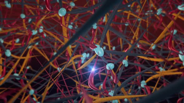 Neurons Nerve Impulses Loop