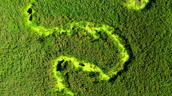 Small river and green swamps, aerial view, Poland