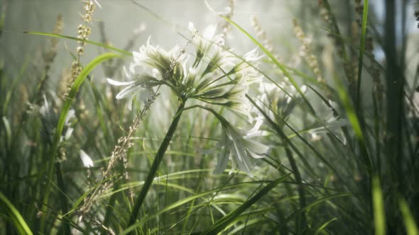 Grass Flower Field with Soft Sunlight for Background.