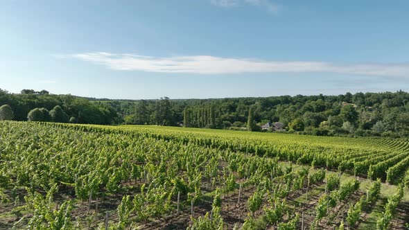 Vineyard in the Bordeaux Wine Region in France