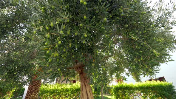 Looking at big green olive tree in the garden