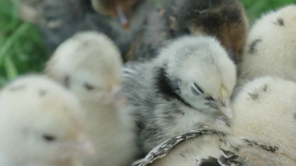 CLOSE UP, Bantam chicks tussling for food and warmth