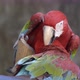scarlet macaw or ara macao - VideoHive Item for Sale