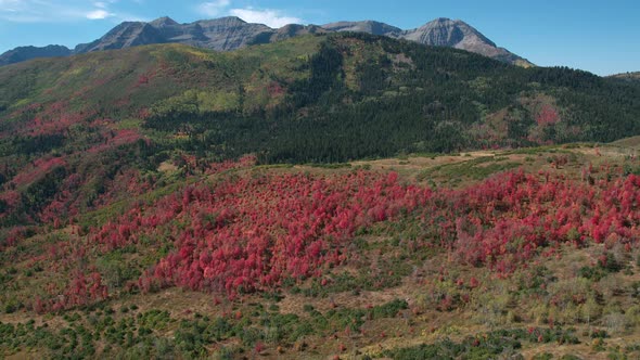 Flying backwards over colorful red foliage