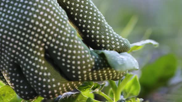 Harvesting Spinach. Close-up.