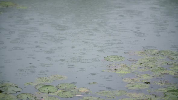 Raining Rain on Water Surface