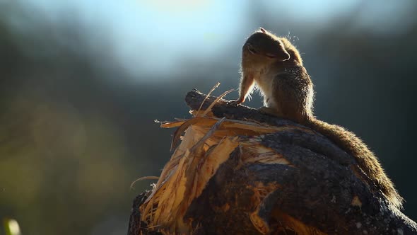 Smith bush squirrel in Kruger National park, South Africa