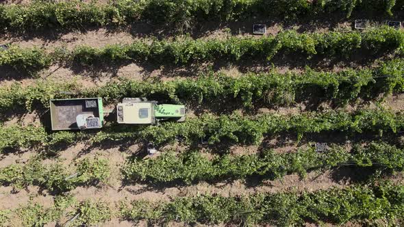 Countryside Farms, Vineyard Grapes, Aerial View of Grapes Harvest with Tractor