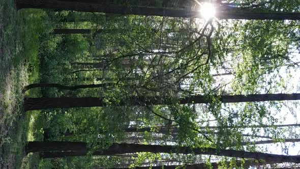 Vertical Video of a Forest with Pine Trees